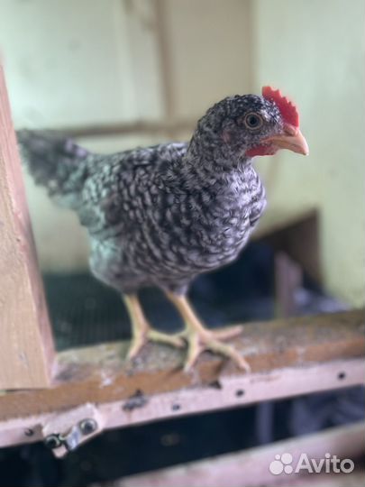 Петушки Плимутрок