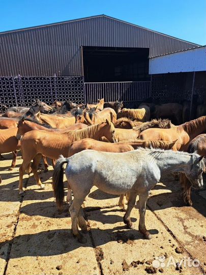 Продаю жеребят