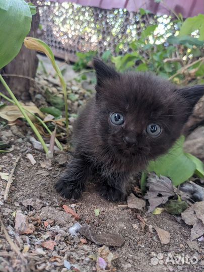 Котята