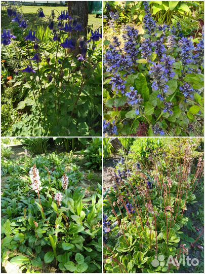 Саженцы Аквилегии,камнеломки,горца и живучки