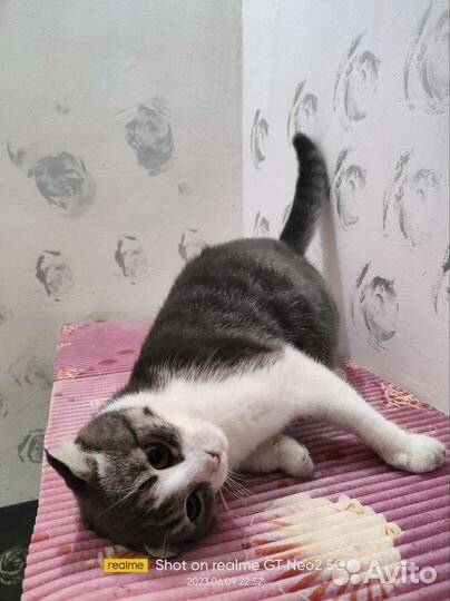 Котята,коты,кошки (Уличные) Не Домашние