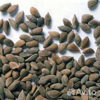 Семена ели европейской 3 лс район