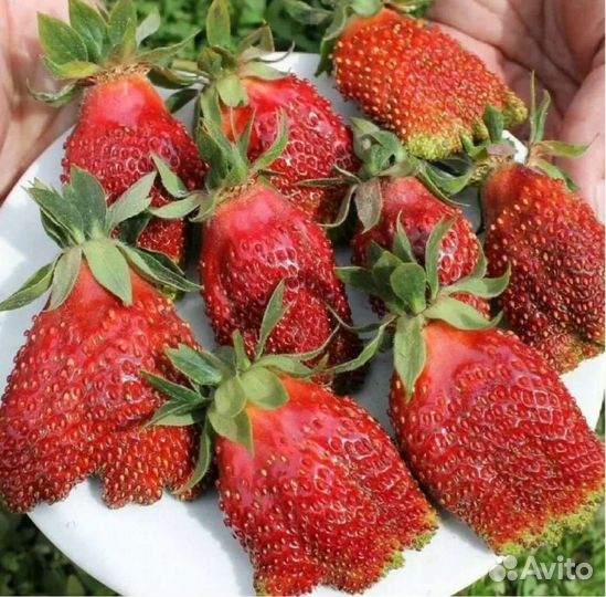 Рассада клубники