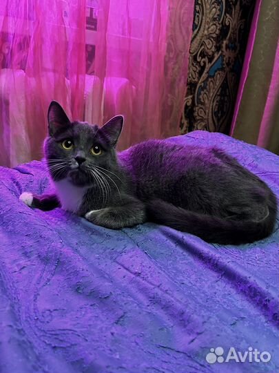 Кошечка Карамба ищет дом