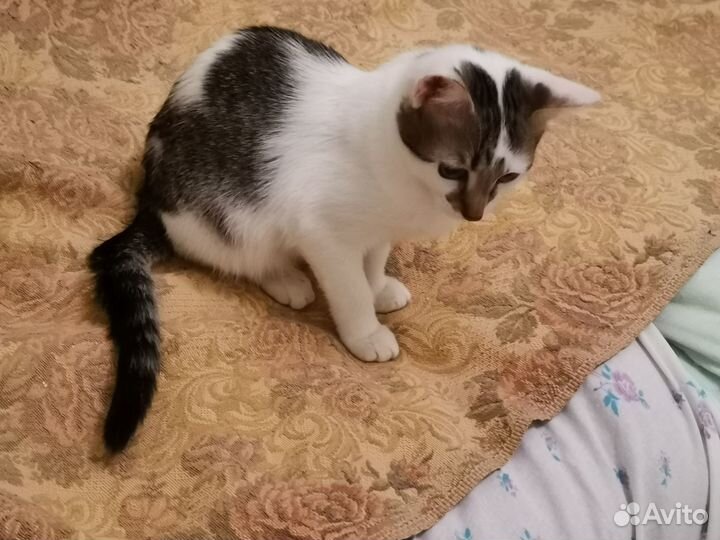 Кошечки ищут вас