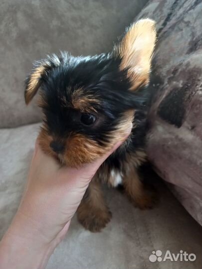 Йоркширский терьер мини