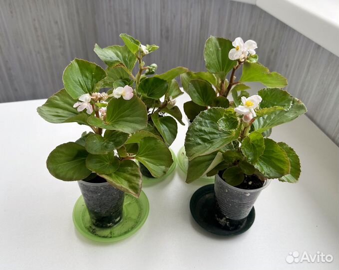 Бегония вечноцветущая