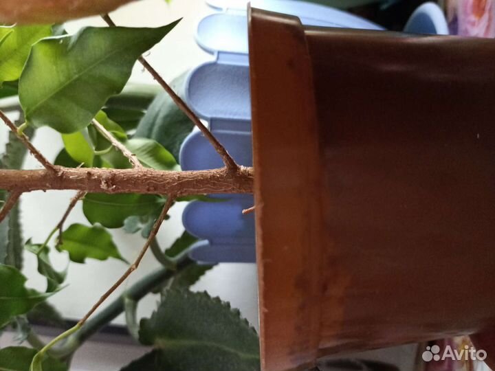 Фикус бенджамина, долларовое дерево,замиокулькас