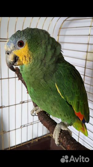 Амазон венесуэльский