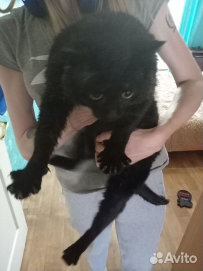 Котик в добрые руки