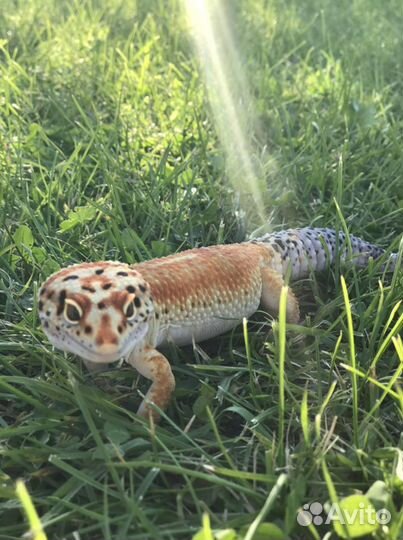 Эублефар (самец) предлагает вязку