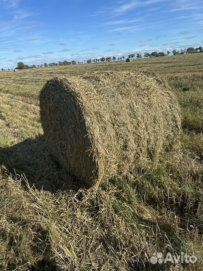 Сено. Пшеничная солома. Доставка