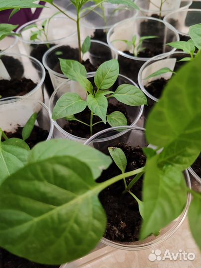 Перец рассада комнатный, тепличный