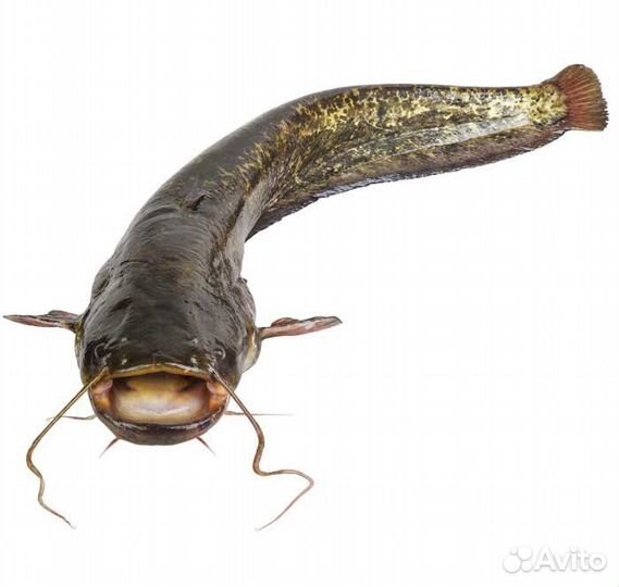 Продам рыбу сом