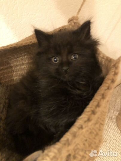 Черный котенок девочка