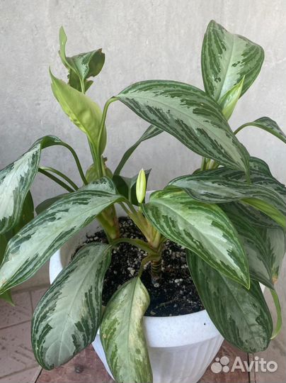 Комнатные цветы