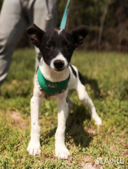 Щенок в добрые руки