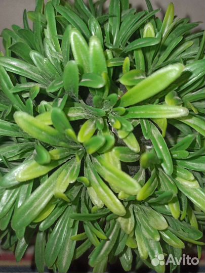 Искусственный цветок