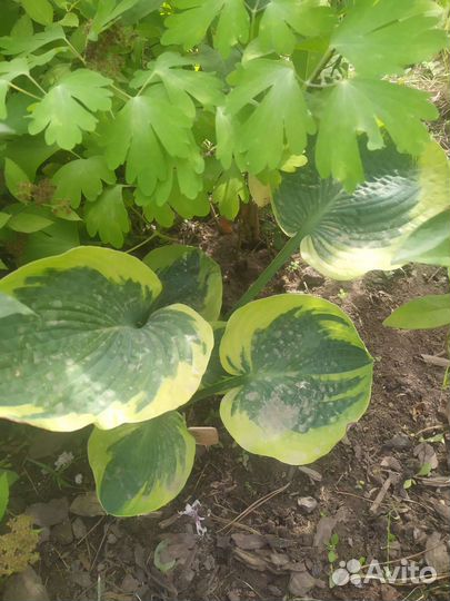 Хоста Токудама Флавоцирциналис