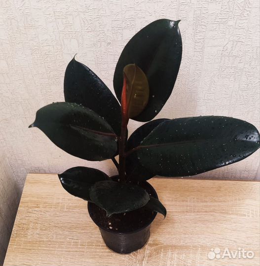 Фикус Бейлиз, Тинеке, Абиджан черный