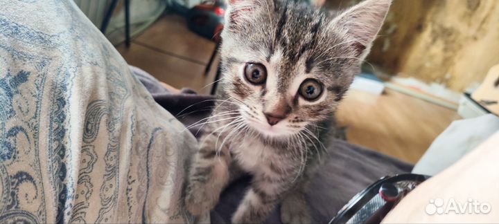 Котята бесплатно