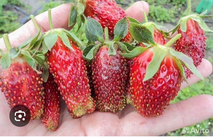 Рассада сортовой клубники