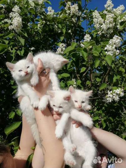 Турецкая ангора