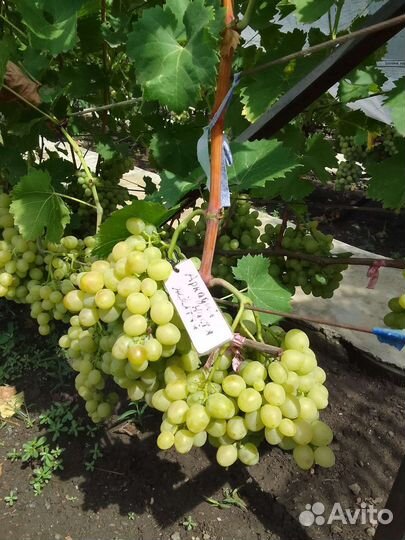 Саженцы и черенки столового винограда