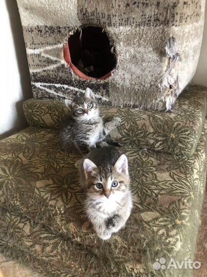 Котята в ответственные руки