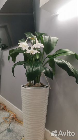 Эухарис амазонская лилия