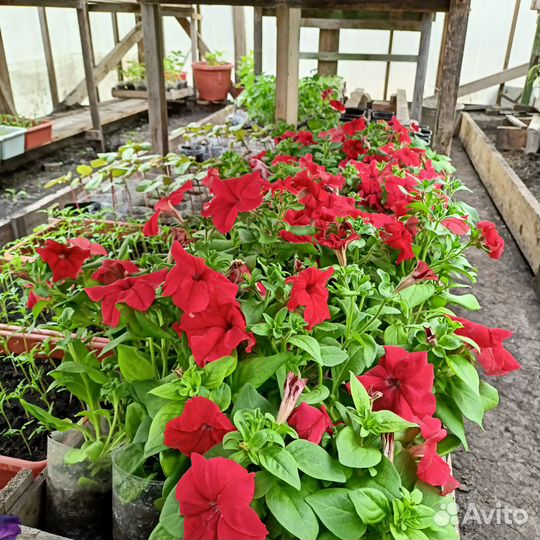 Ампельная петуния кустовая