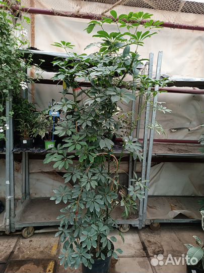 Шеффлера древовидная большая