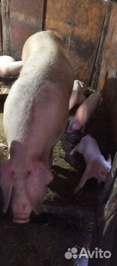 Поросенок ландрас