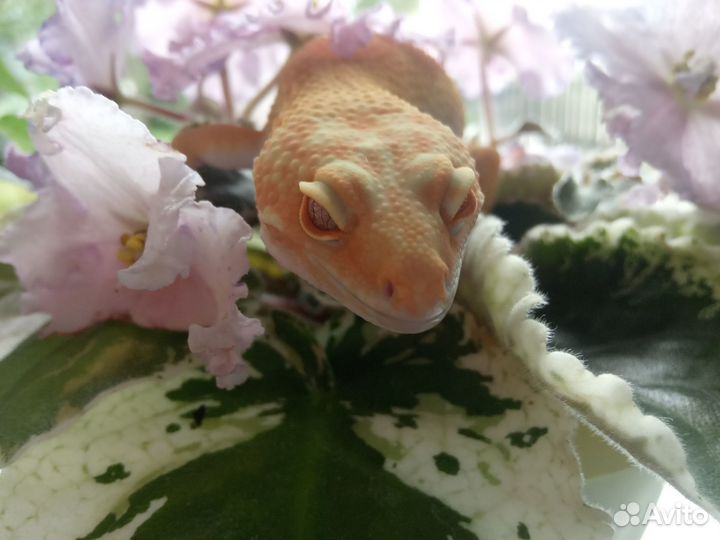 Пятнистый леопардовый эублефар