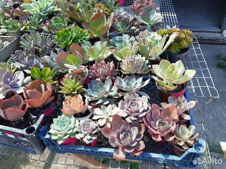 Корейские суккуленты из теплицы