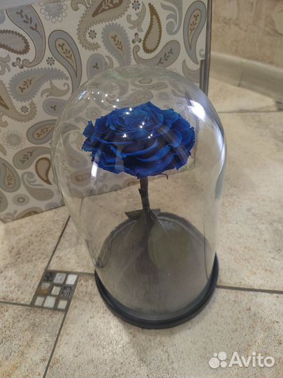 Синяя роза в колбе