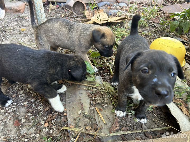 Щенки