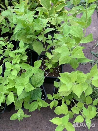 Жасмин садовый (Чубушник)