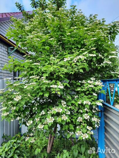 Саженцы плодовых деревьев