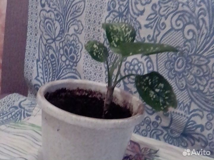 Диффенбахия