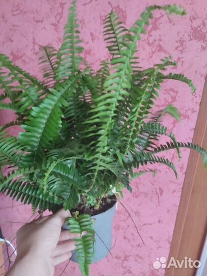 Папоротник нефролепис Грин Момент