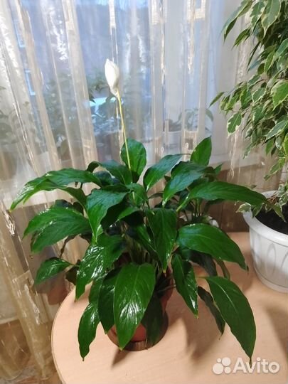 Спатифиллум