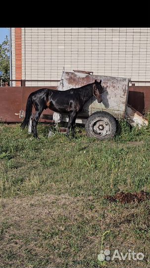 Карачаевский жеребец
