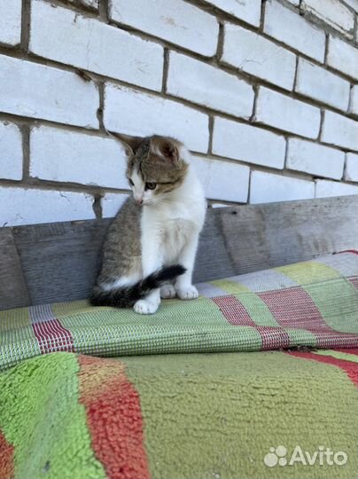 Котята Бабленыши