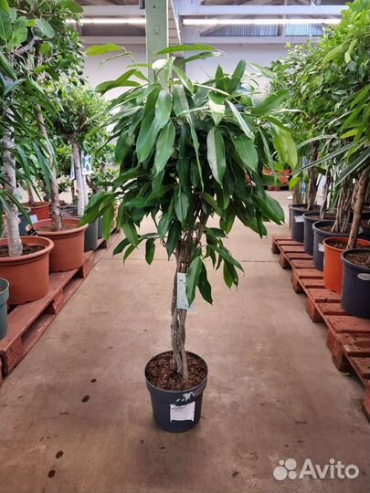 Фикус бинн Амстел Кинг Дерево красивое