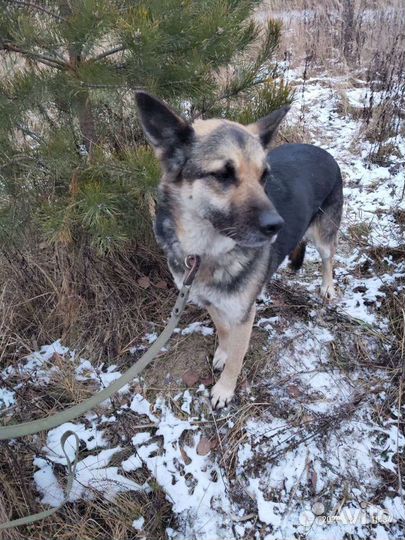 Восточноевропейская овчарка, метис овчарки