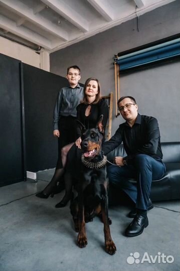 Доберман для фотосессии