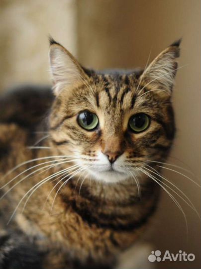 Шикарная милаха ищет тебя