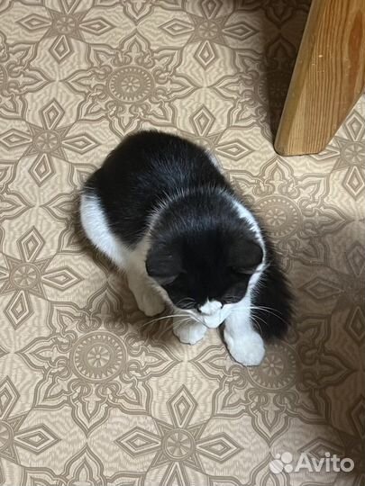 Котенок, девочка