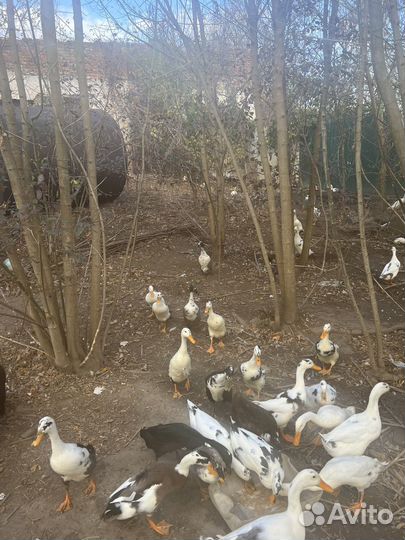 Утаки индийский бегунок